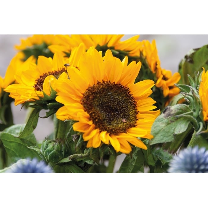 Zonnebloemzaadjes in envelop sample