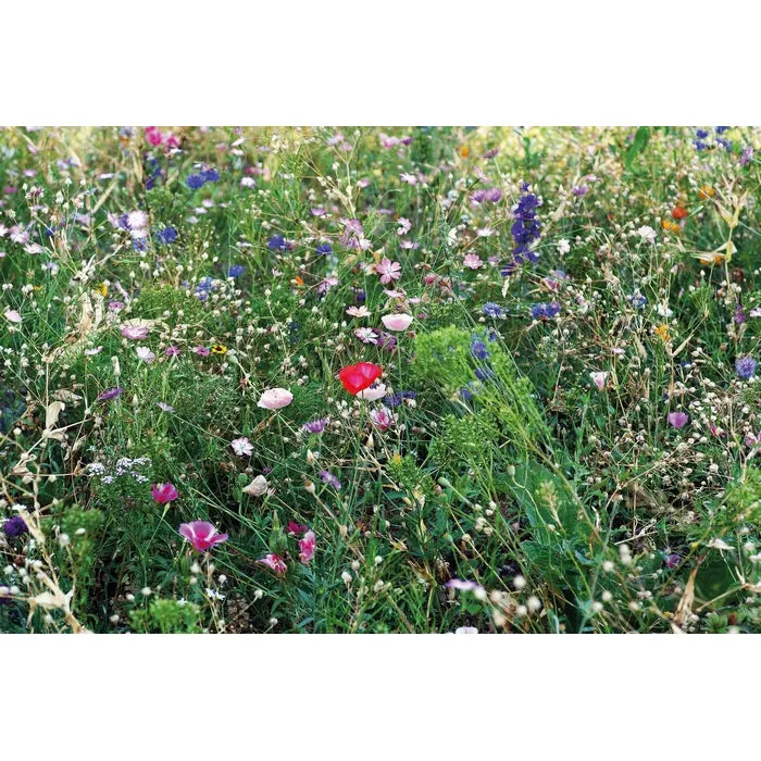 Zaadbom bijenbloemen BOMBI II  7